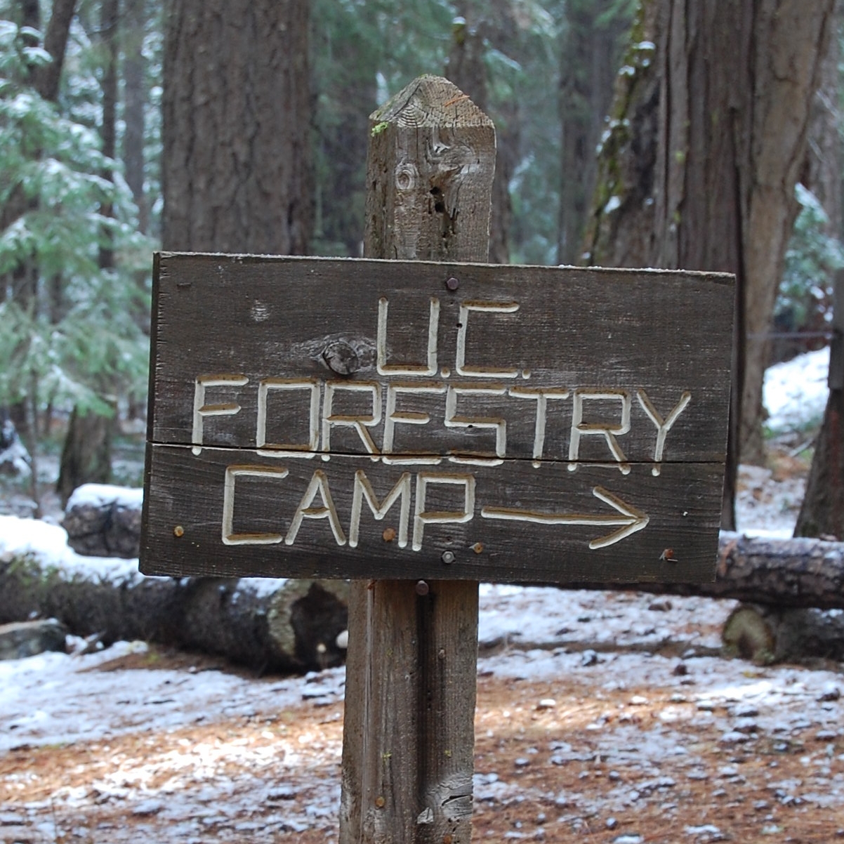 Forestry Camp